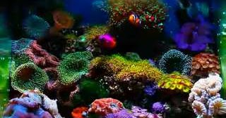 Bagaimana Cara Merawat Akuarium Air Laut Diskusi Perikanan