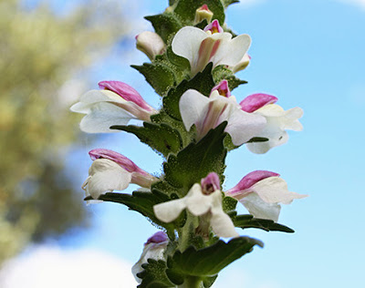 Gallocresta (Bartsia trixago)flor silvestre blanca