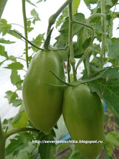 ����� �������� �������