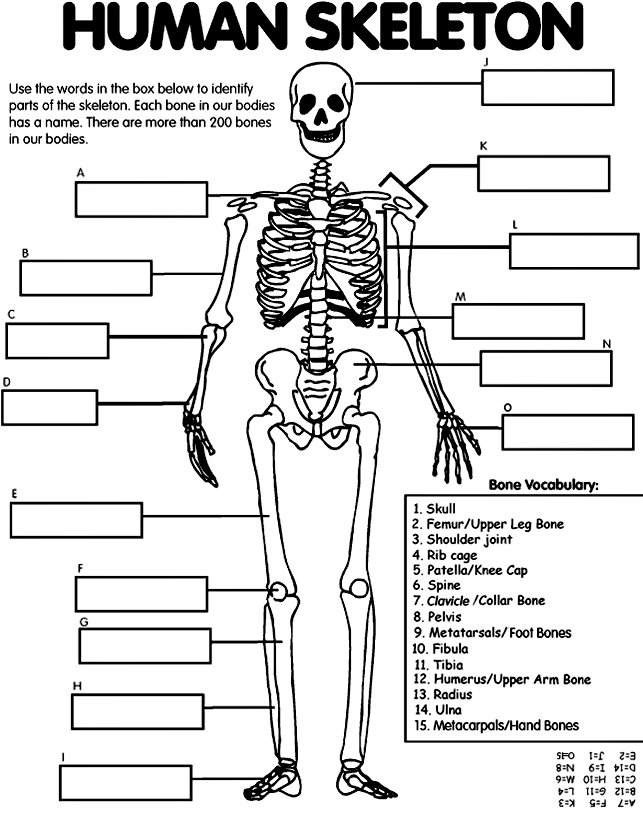 Grow Little Seeds: Week 2 - Elementary Anatomy