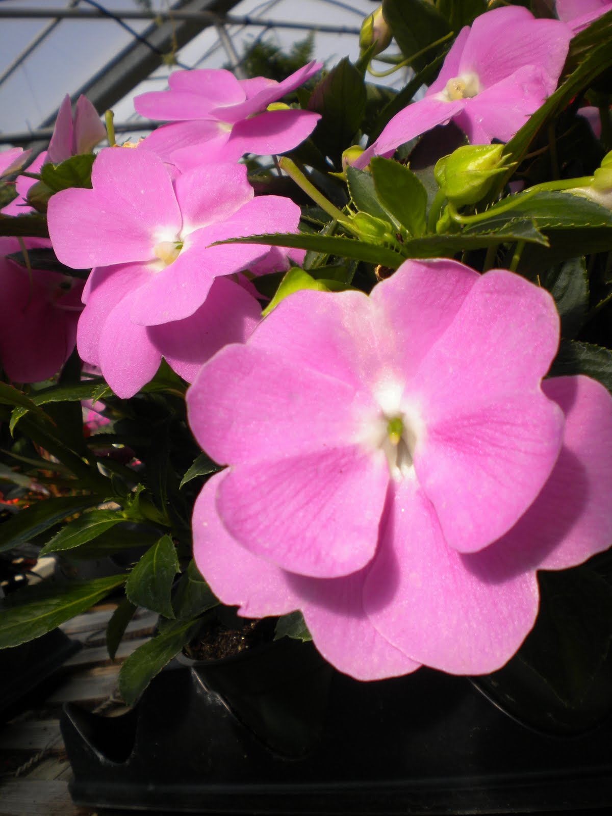 W.O.Bearden/Southern Shade Nursery New Guinea Impatiens