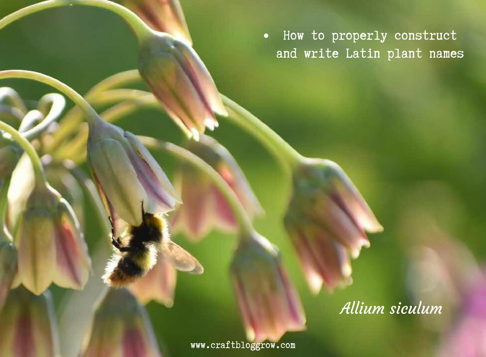 Understanding Latin Names Of Plants Understanding Latin Names Of Plants