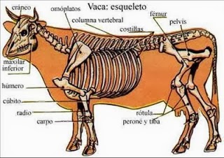 Miologia de la vaca