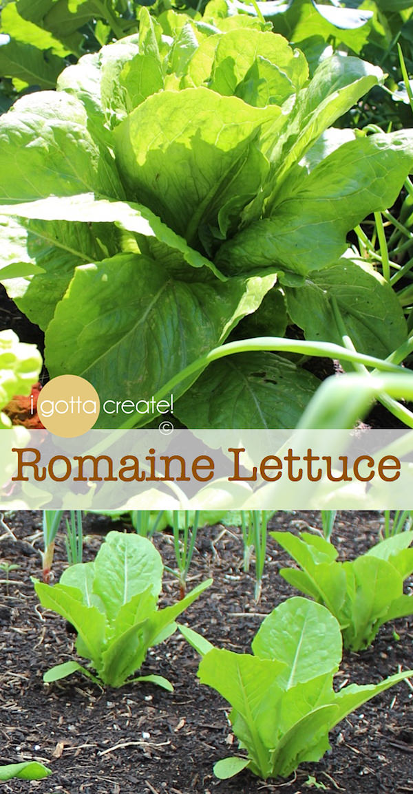 How to grow lettuce, spinach and kale - highly nutritious greens! | visit I Gotta Create!