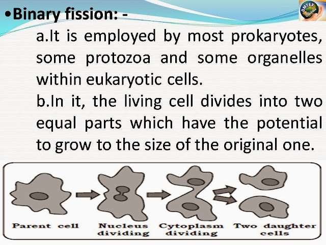 Binary fission in bacterial cells image