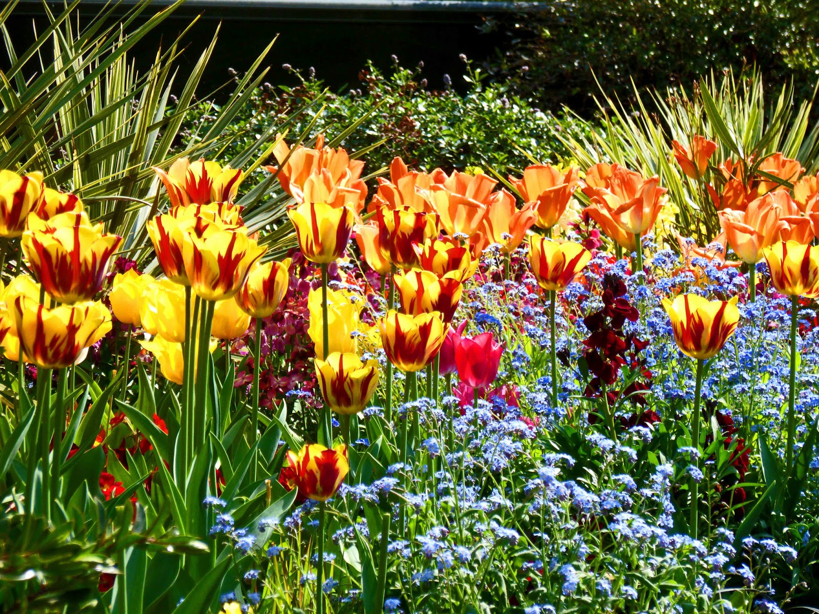 Photo of yellow/red, orange and pink tulips