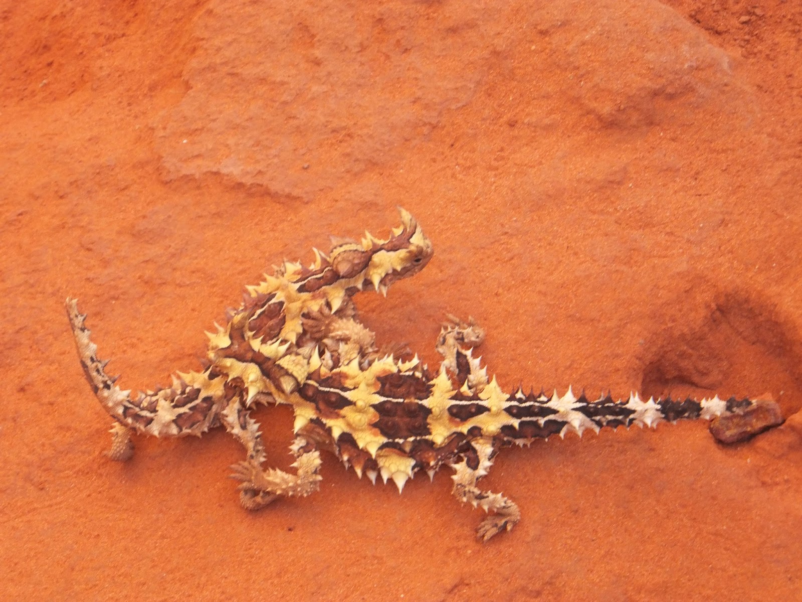 Ramsdens Ramblings Anzac Hill, Reptile Centre, Todd River, School of