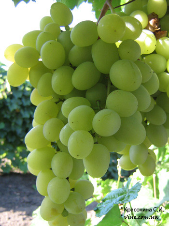 ВИНОГРАД от А до Я