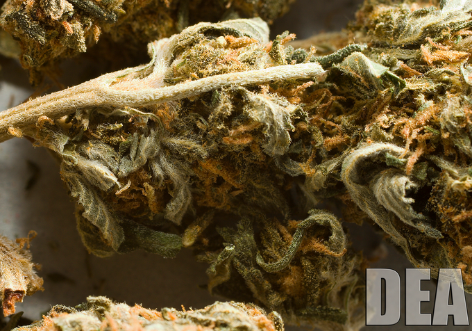 The Science behind the DEA's Long War on Marijuana