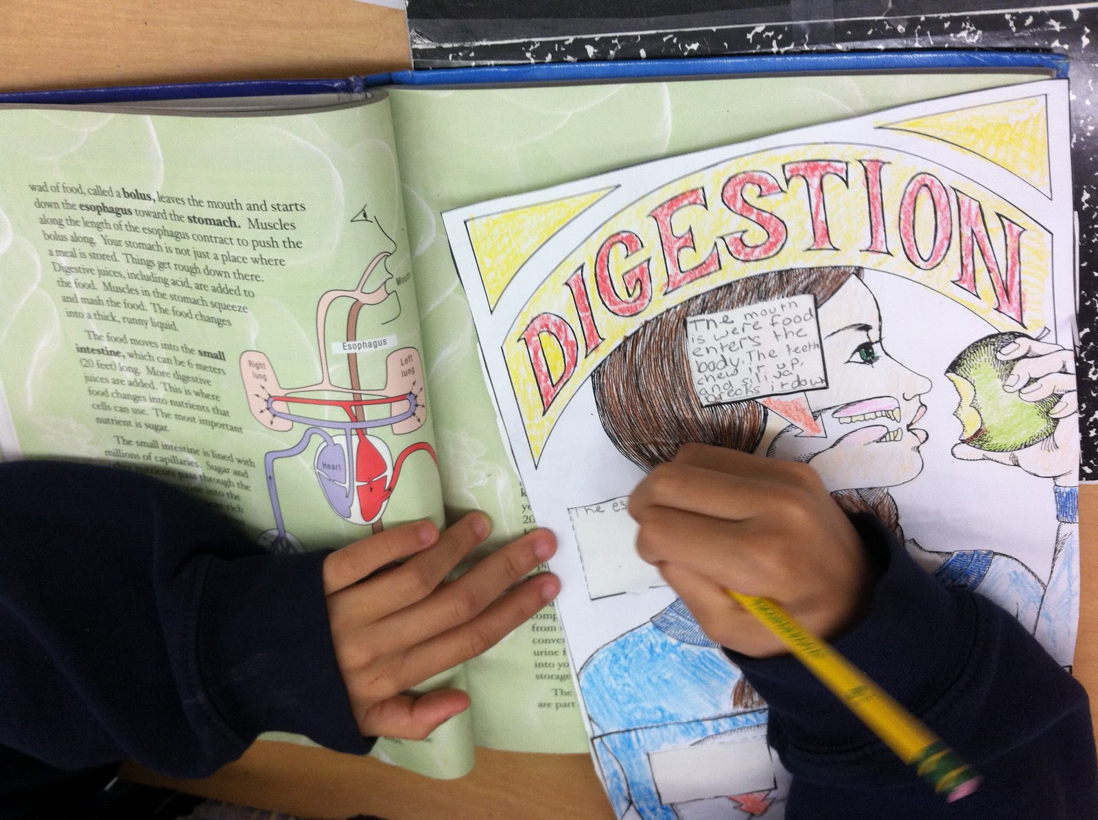 Teaching in Room 6: The Digestive System