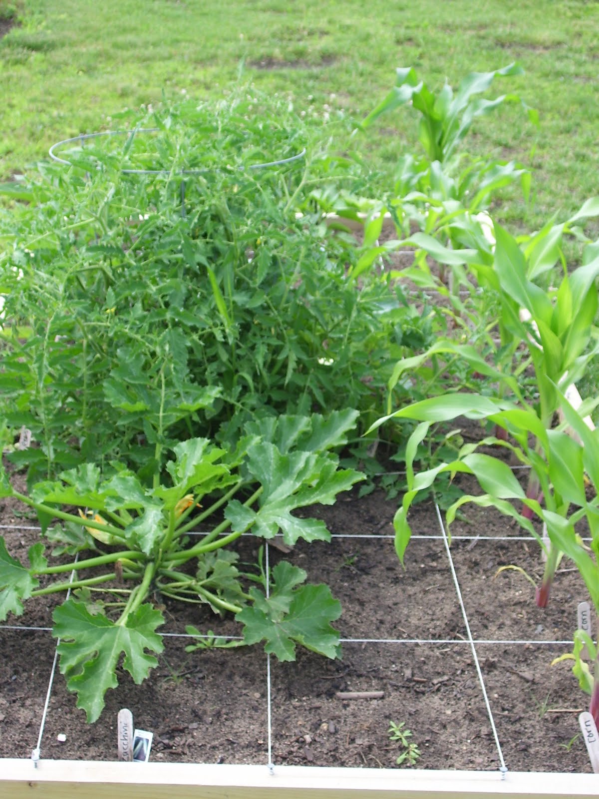 Talking to Plants Hancock Agricultural Research Station