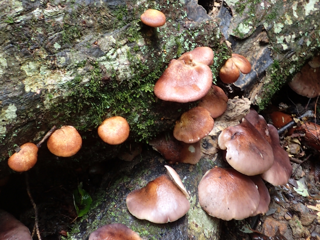 デルフィの神託の予言は幻覚性ガスによって引き起こされた