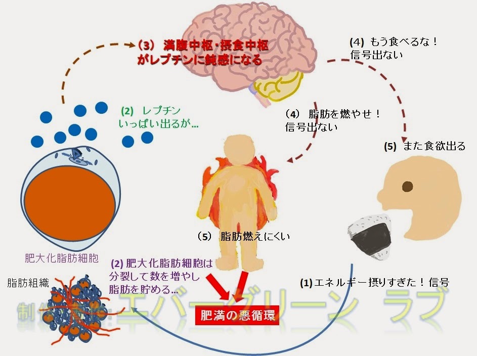 お酒を飲むと太るって本当?理由 ...
