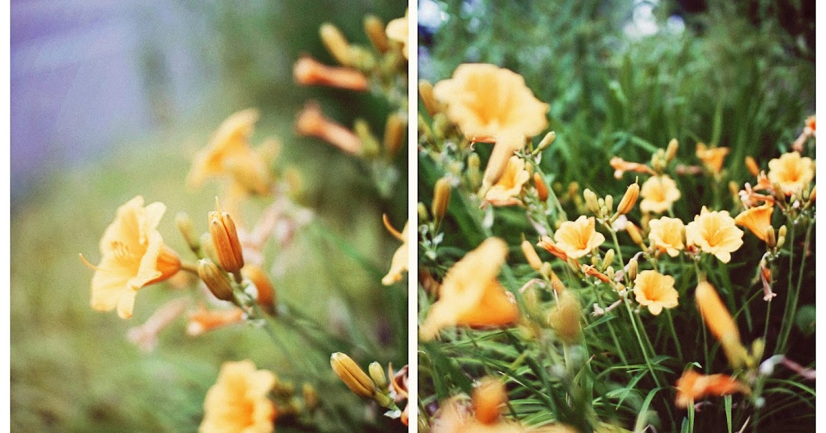 free falling wildflowers