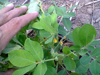  yaitu cara menanam kacang tanah dan bagaimana kita sebagai petani terutama petani kacang Tips Budidaya Kacang Tanah Organik Agar Sukses