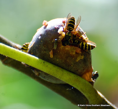 wasp feeding on fig