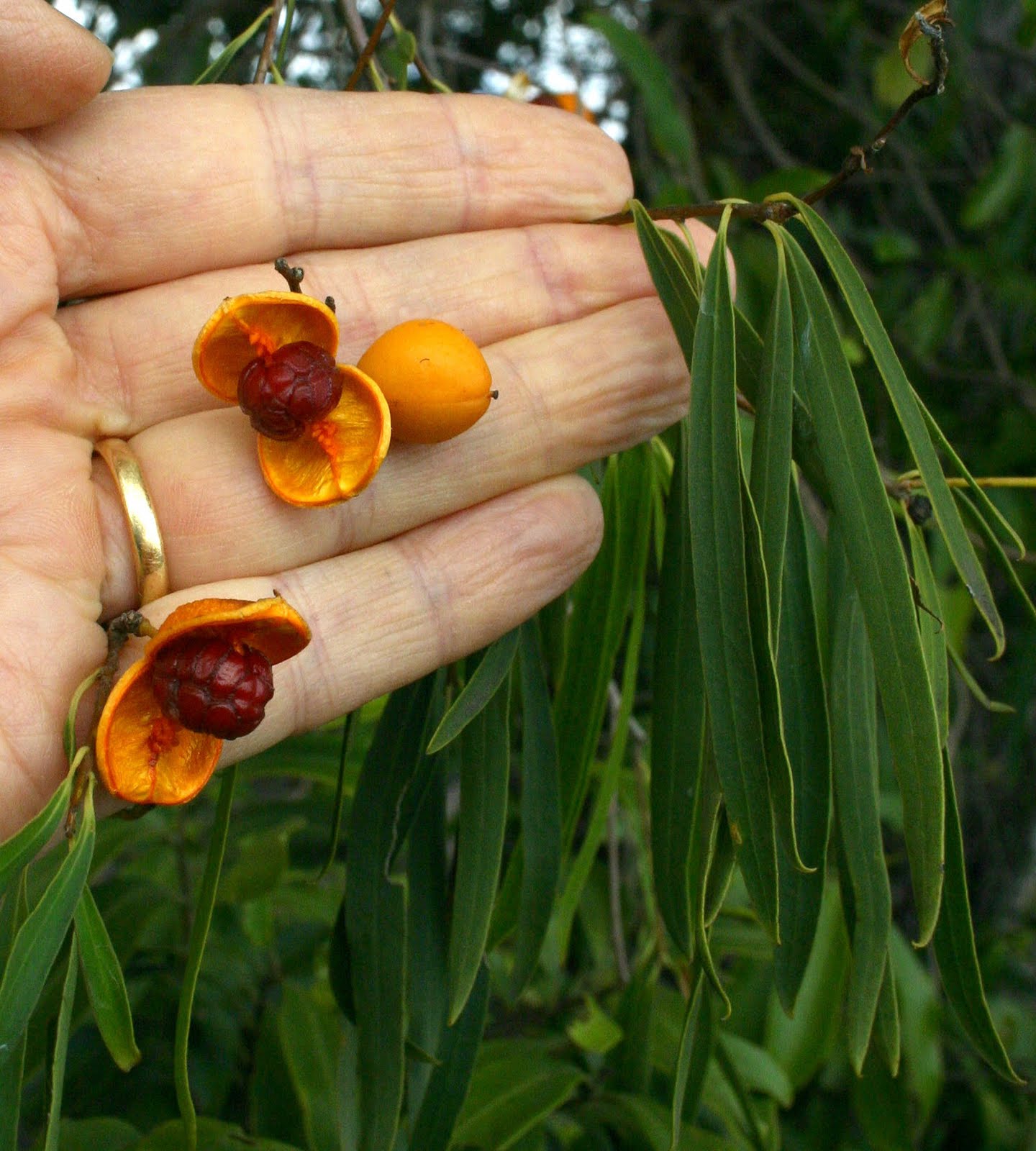 Toowoomba Plants: Gumbi Gumbi