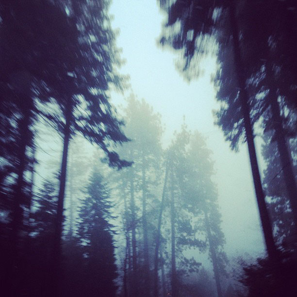 fog through the trees