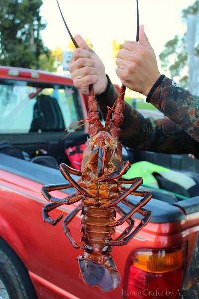 Cabrillo Beach fresh lobster