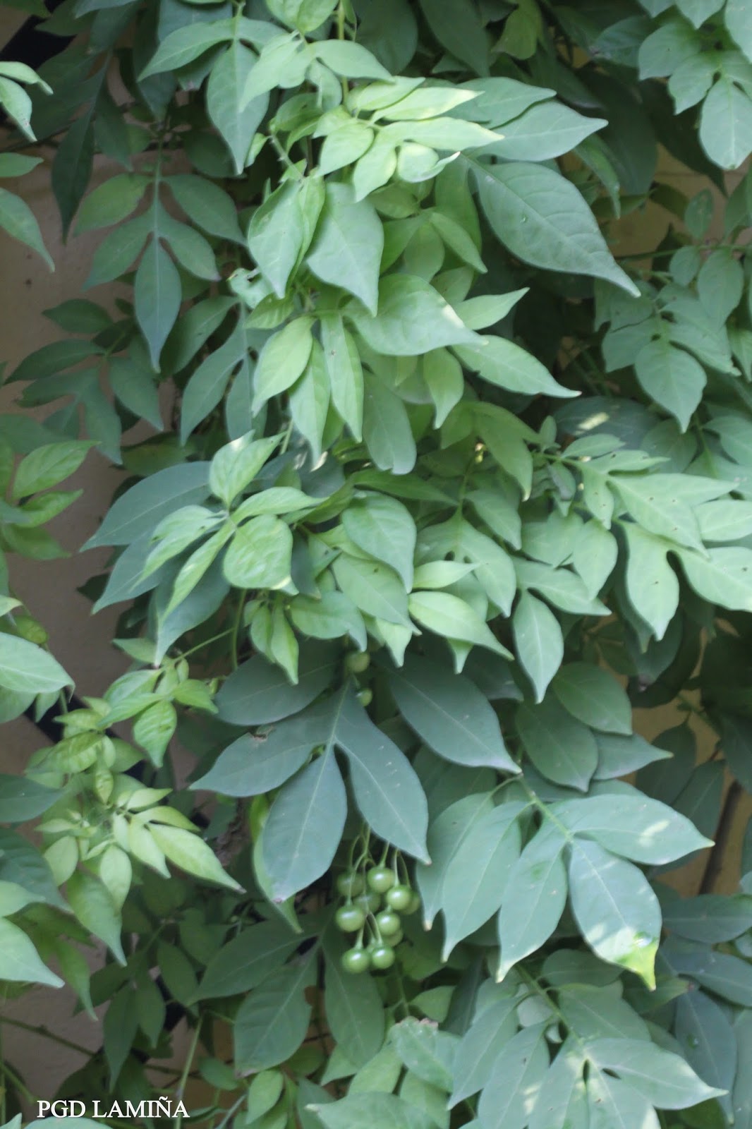 SOLANUM SEAFORTHIANUM. hiedro, lagrimas de san