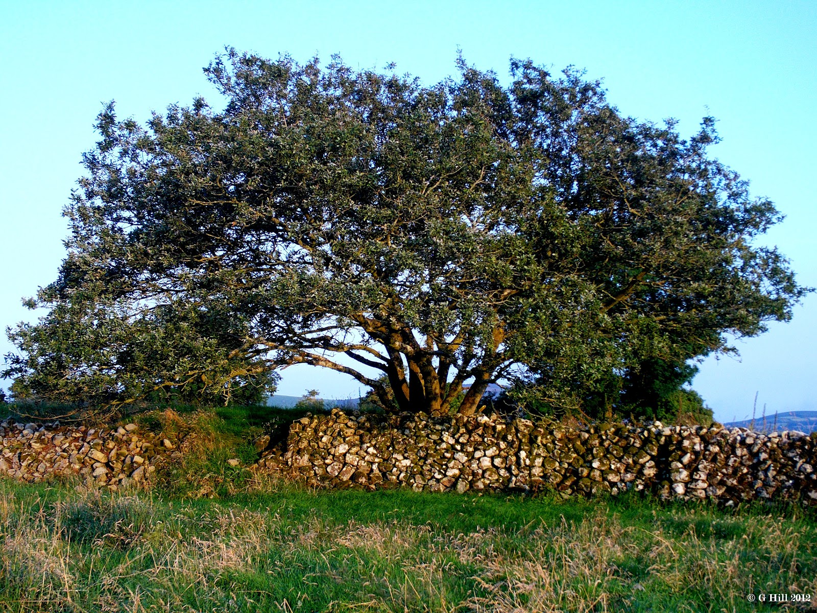 Ireland In Ruins: The Ring Of Rath Co Wicklow