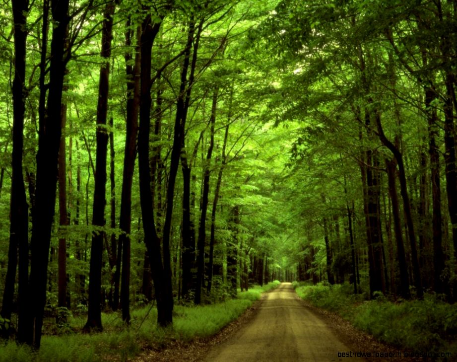 forest trail landscape wallpaper forest landscape wallpaper  Free