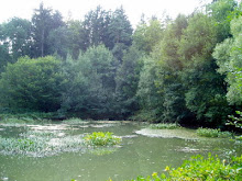 Der alte Teich. Ein Frosch springt hinein – das Geräusch des Wassers.
