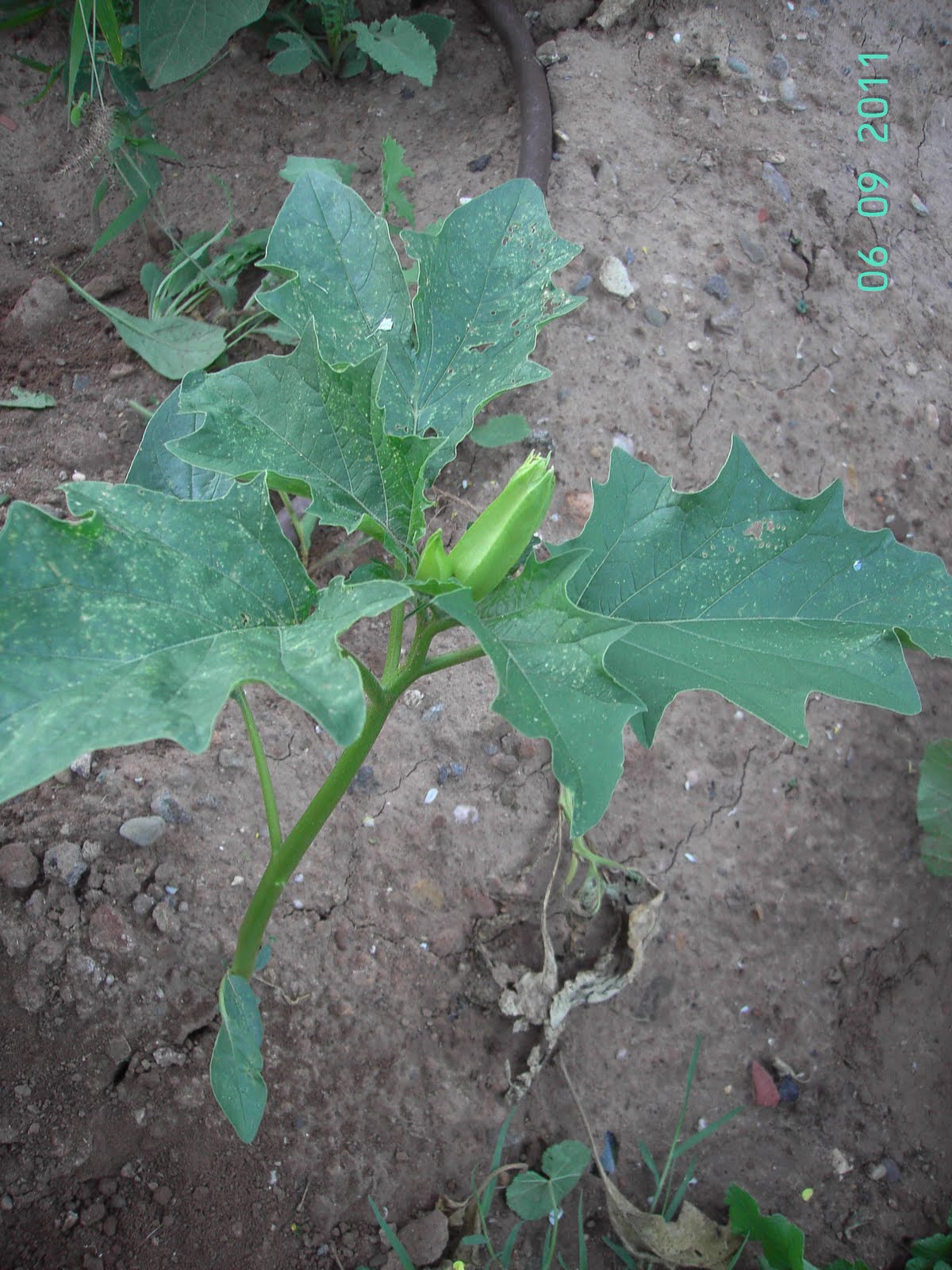 Estramonio La medusa Paca