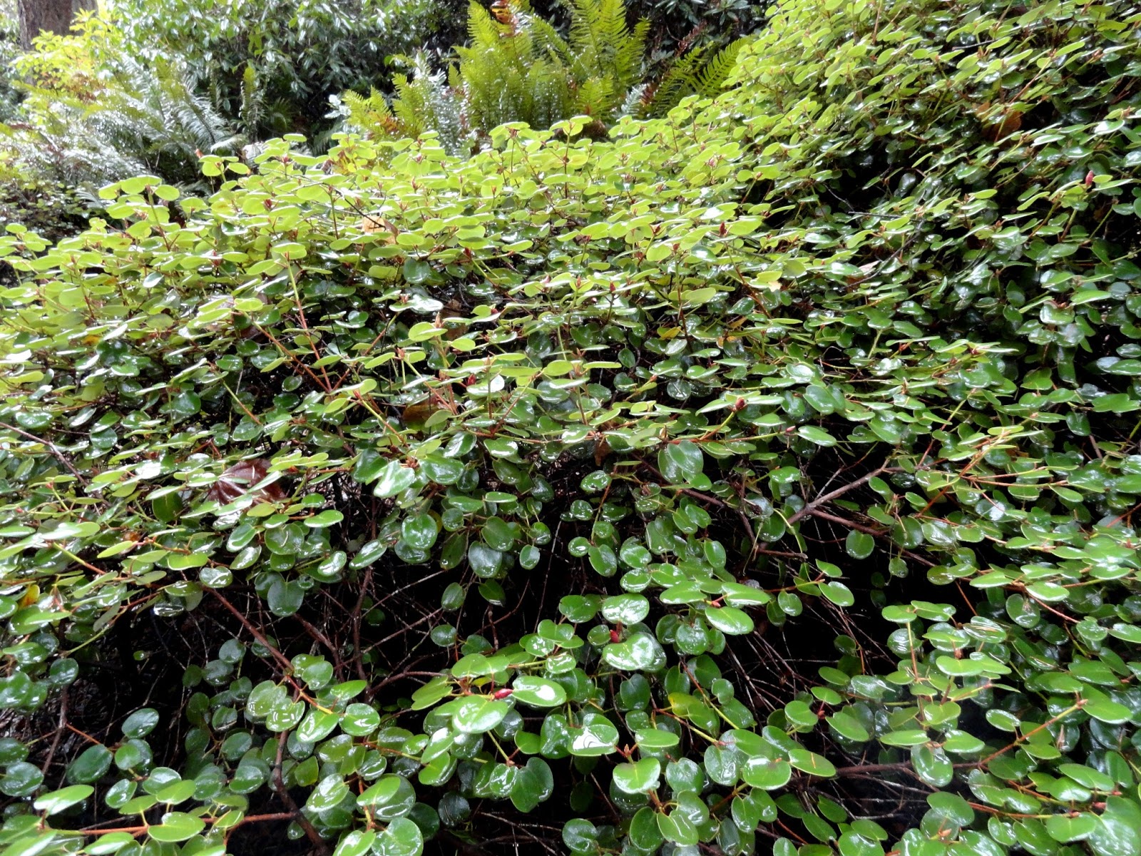 Rhododendron Davidsonianum Concave Leaf Rhododendron Care And