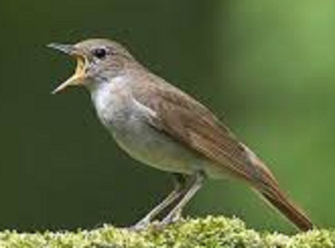 Download 96 Gambar Burung Jongkangan Terbaik Gratis