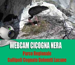 Webcam Cicogna nera 2015