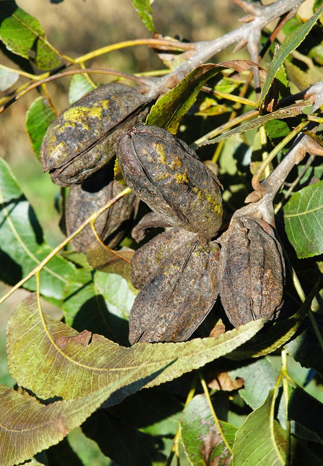 Northern Pecans Air movement and scab infection