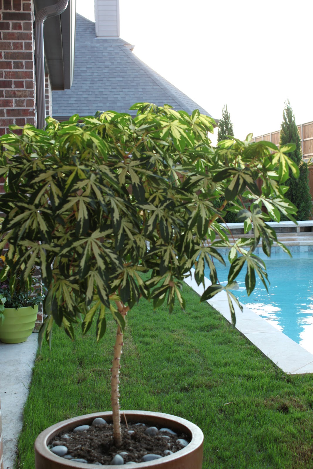 pixelimpress: the backyard and pool reveal!