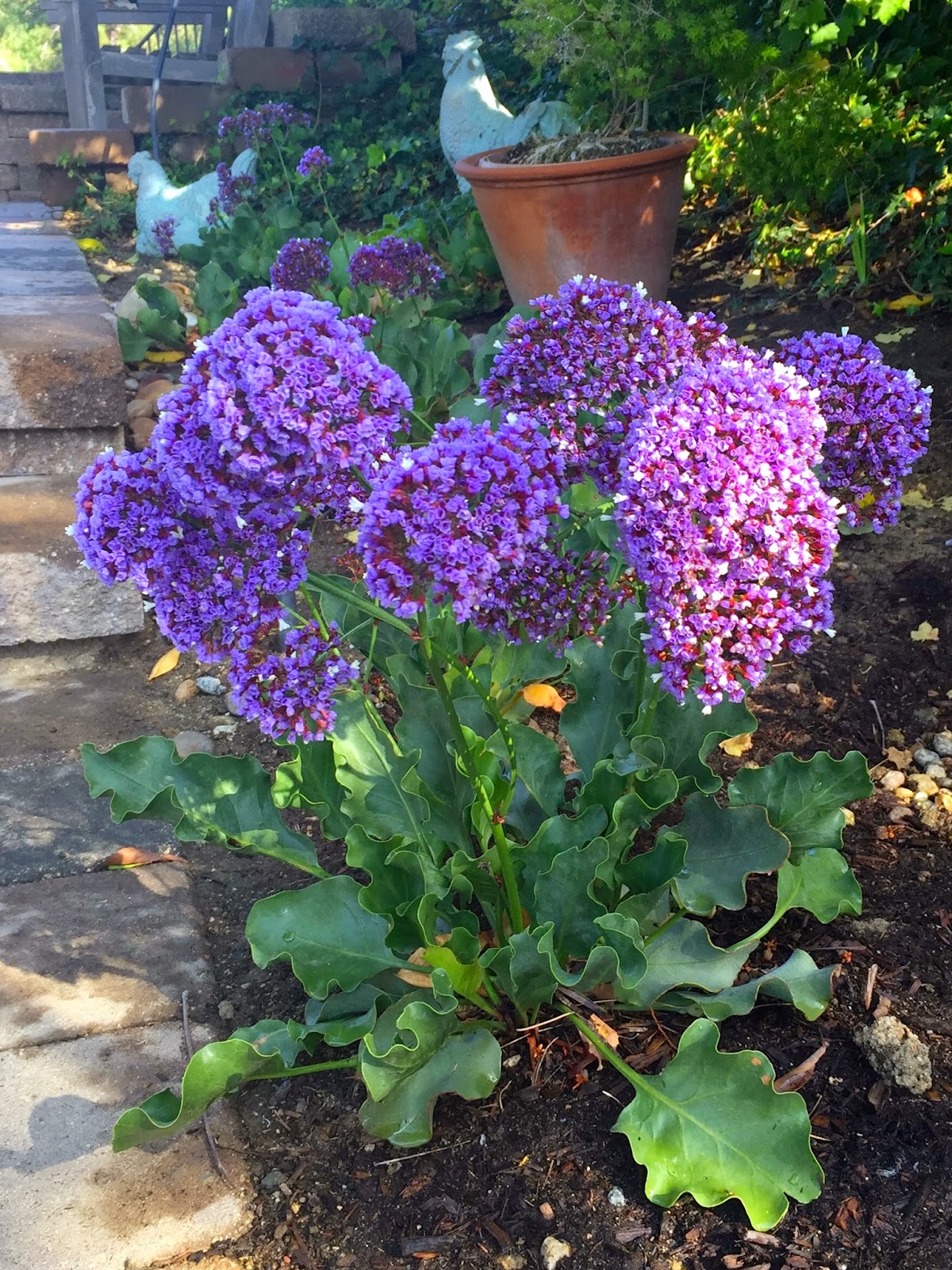 My California Garden in Zone 23 StaticeA Beauty in the Garden that