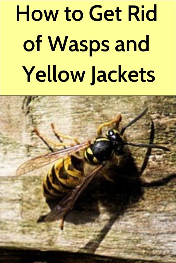 Garden and Yard: How to Get Rid of Pesky Wasps and Yellow ...