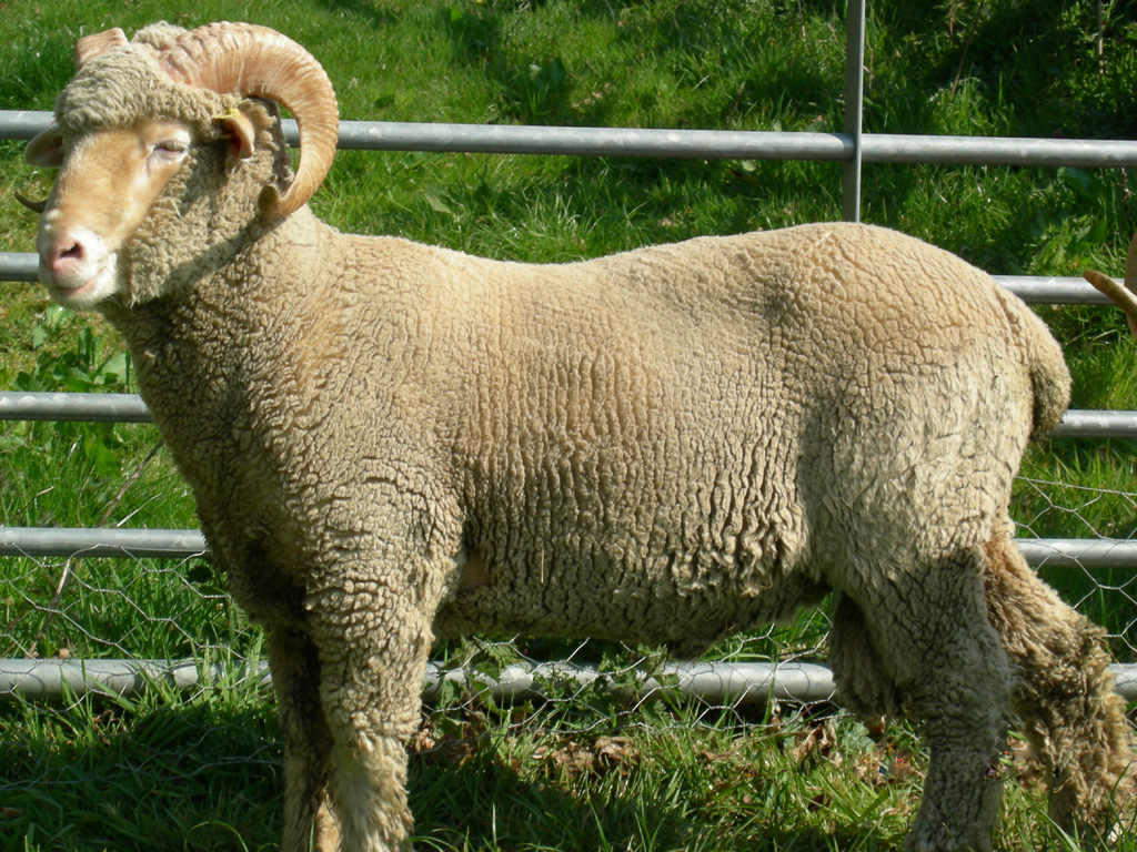 wool yielding animals Scribd india