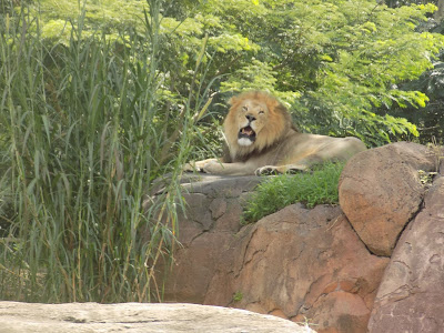 Lion on the Kilimanjaro Safari Our adventures in Animal Kingdom