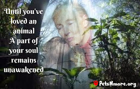  animal, dog, cat, pet, animal, inspiring quotes for animal lovers, petsnmore.org, jane goodall, apes, soul,