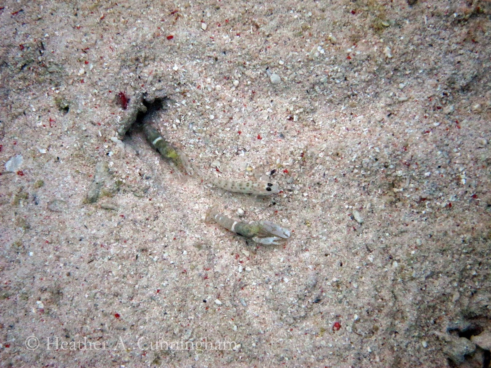 Gobies and Pistol Shrimp