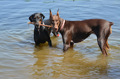 We got the new stick! MINE! Photo by Trisha Field