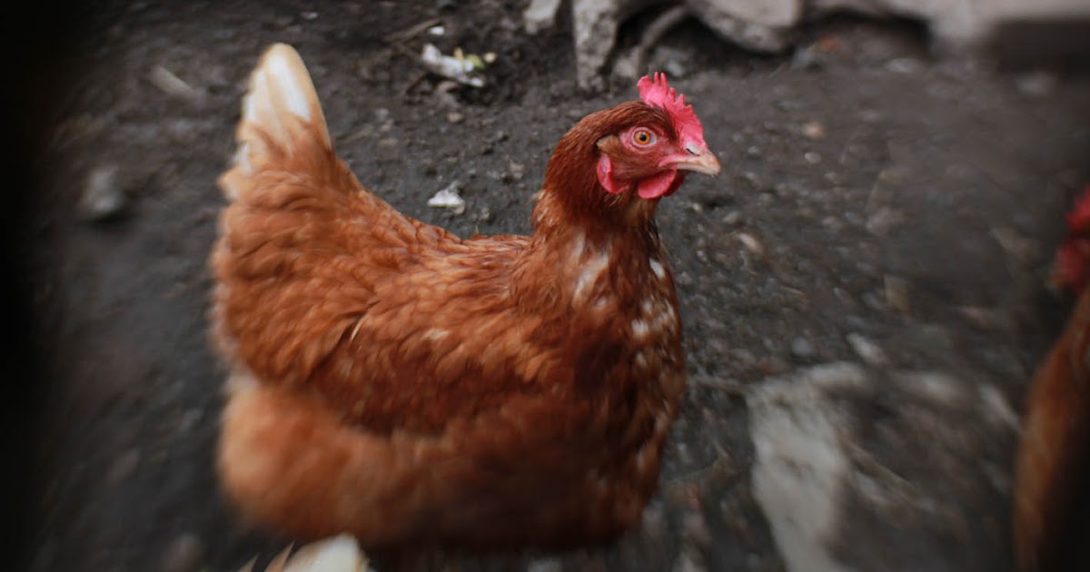 La poule est morte.