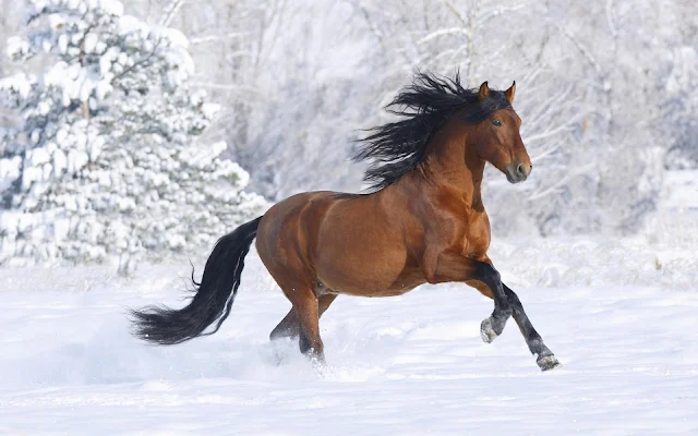 Bruin paard in de sneeuw in gallop