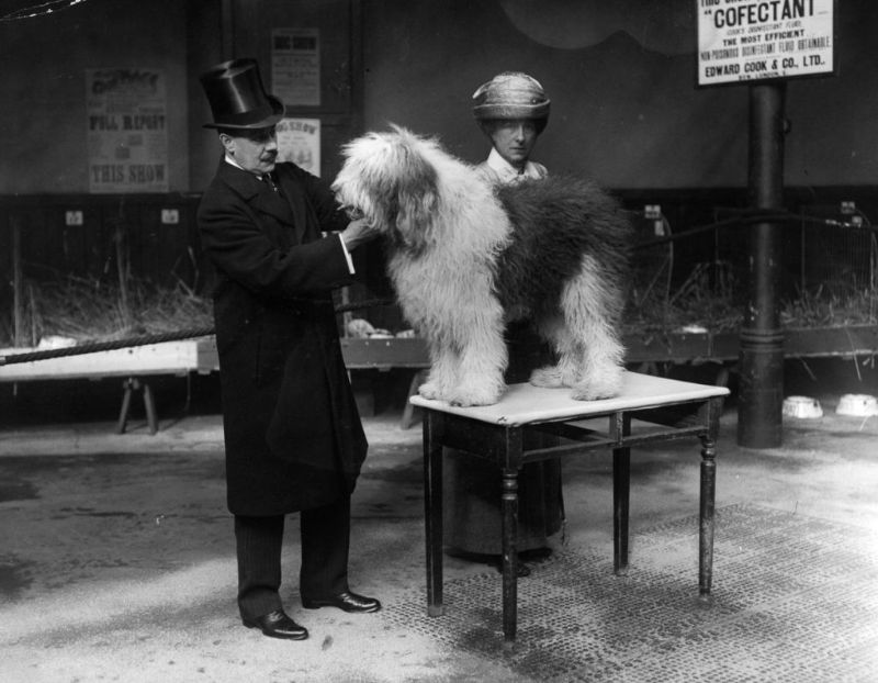 22 Lovely Photos That Capture Vintage Dog Shows in the Early 20th Century Vintage Everyday