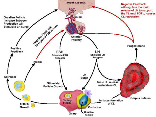 Sexual Cycle In Animals Reproductive Cycles Sexual