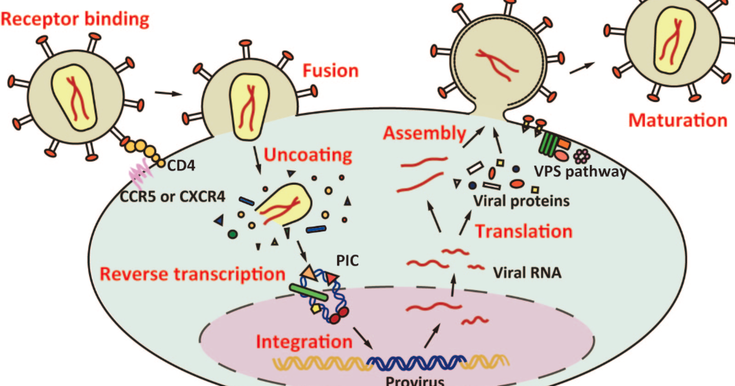 MEKANISME INFEKSI PADA HIV/AIDS ~ M. Azhari Rangkuti