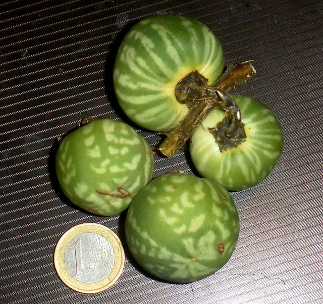 Solanum palinacanthum