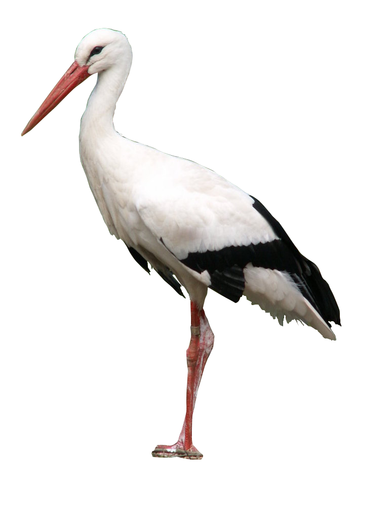 Gambar Png Gambar Burung Bangau Png