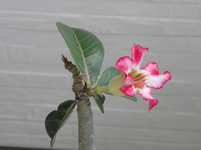 jardinagem; ROSA DO DESERTO, ADENIUM; plantas em varanda