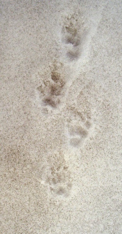 skunk tracks in snow