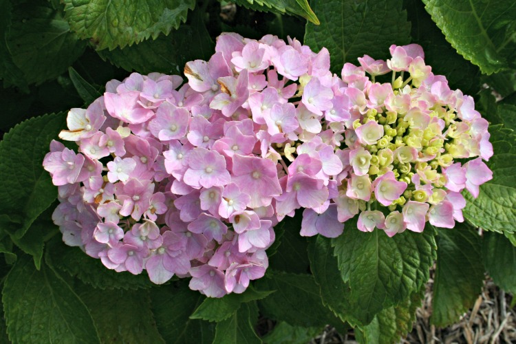Gardening in the Heart of Virginia Hydrangea Care